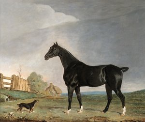 Um cavalo baio escuro e um terrier em uma paisagem